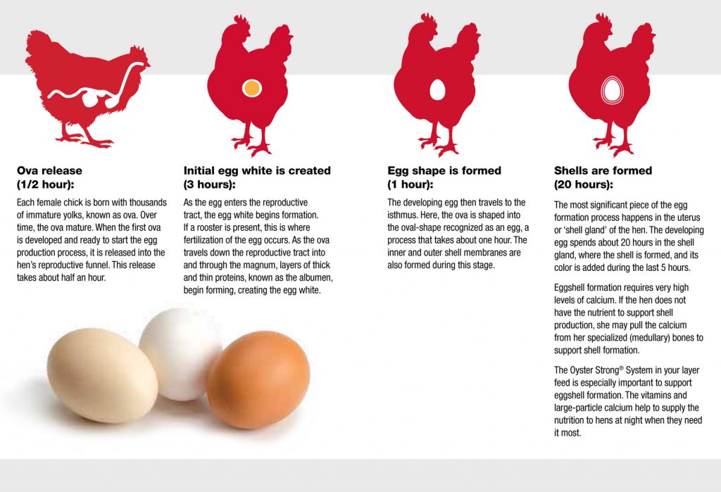 First Egg to Retirement A Reference Guide to Keeping Strong